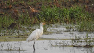 Gölde gün batımında insanların, ağaçların ve teknelerin silueti gün batımında bir arabanın üzerinde dans eden çocukların güzel silueti altın gökyüzü ve siluetli ağaçlar. Çocukların gölgesi parkta birlikte duruyor. Gün batımı gökyüzü ve ağaçlar manzarası.