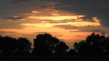 Siluet günbatımı. Düz ufuk ve ağaçlarla mükemmel renkli günbatımı. Palmiye ağaçları ve sudaki insanların siluetleri. Güzel sahil manzarasında gün batımında birçok insan gün batımından önce denize oynamaya gelir. Sahilde günbatımının silueti.