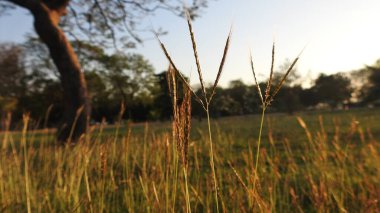Savana gün batımı, Güzel Tatil Günbatımı, Palmiye Ağaçlı Hamak Silueti. Tropik kumsalda hindistan cevizi palmiyeleri. Siluet günbatımı. Düz ufuk ve ağaçlarla mükemmel renkli günbatımı. Su manzarasında palmiye ağaçları ve insan siluetleri