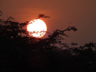 Savana gün batımı, Güzel Tatil Günbatımı, Palmiye Ağaçlı Hamak Silueti. Tropik kumsalda hindistan cevizi palmiyeleri. Siluet günbatımı. Düz ufuk ve ağaçlarla mükemmel renkli günbatımı. Su manzarasında palmiye ağaçları ve insan siluetleri