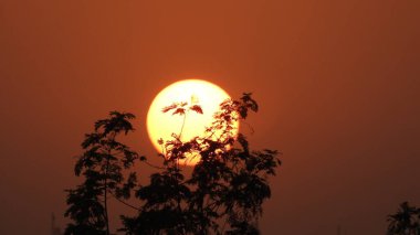 Savana gün batımı, Güzel Tatil Günbatımı, Palmiye Ağaçlı Hamak Silueti. Tropik kumsalda hindistan cevizi palmiyeleri. Siluet günbatımı. Düz ufuk ve ağaçlarla mükemmel renkli günbatımı. Su manzarasında palmiye ağaçları ve insan siluetleri