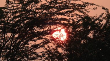 Savana gün batımı, Güzel Tatil Günbatımı, Palmiye Ağaçlı Hamak Silueti. Tropik kumsalda hindistan cevizi palmiyeleri. Siluet günbatımı. Düz ufuk ve ağaçlarla mükemmel renkli günbatımı. Su manzarasında palmiye ağaçları ve insan siluetleri