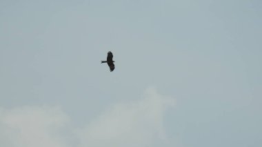 Çam ağaçlarının üzerindeki bulutlarla kaplı bulutlu bir gökyüzü. Fırtına Öncesi Gökyüzü Kara Bulutlarla kaplıdır. Güçlü hava akımlarıyla Kuşlar Gökyüzüne Yükseliyor. Kuşlar gökyüzünde uçuyor. Gökteki Kuşlar Kara Uğursuz Yağmur Bulutları. Beyaz ve gri görünüm