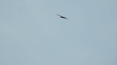 Çam ağaçlarının üzerindeki bulutlarla kaplı bulutlu bir gökyüzü. Fırtına Öncesi Gökyüzü Kara Bulutlarla kaplıdır. Güçlü hava akımlarıyla Kuşlar Gökyüzüne Yükseliyor. Kuşlar gökyüzünde uçuyor. Gökteki Kuşlar Kara Uğursuz Yağmur Bulutları. Beyaz ve gri görünüm