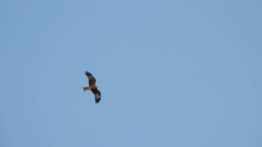 Çam ağaçlarının üzerindeki bulutlarla kaplı bulutlu bir gökyüzü. Fırtına Öncesi Gökyüzü Kara Bulutlarla kaplıdır. Güçlü hava akımlarıyla Kuşlar Gökyüzüne Yükseliyor. Kuşlar gökyüzünde uçuyor. Gökteki Kuşlar Kara Uğursuz Yağmur Bulutları. Beyaz ve gri görünüm