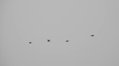 Çam ağaçlarının üzerindeki bulutlarla kaplı bulutlu bir gökyüzü. Fırtına Öncesi Gökyüzü Kara Bulutlarla kaplıdır. Güçlü hava akımlarıyla Kuşlar Gökyüzüne Yükseliyor. Kuşlar gökyüzünde uçuyor. Gökteki Kuşlar Kara Uğursuz Yağmur Bulutları. Beyaz ve gri görünüm