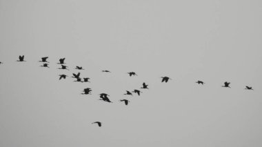 Çam ağaçlarının üzerindeki bulutlarla kaplı bulutlu bir gökyüzü. Fırtına Öncesi Gökyüzü Kara Bulutlarla kaplıdır. Güçlü hava akımlarıyla Kuşlar Gökyüzüne Yükseliyor. Kuşlar gökyüzünde uçuyor. Gökteki Kuşlar Kara Uğursuz Yağmur Bulutları. Beyaz ve gri görünüm