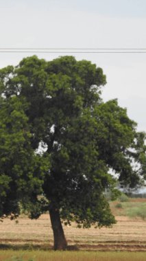Çam ağaçlarının üzerindeki bulutlarla kaplı bulutlu bir gökyüzü. Fırtına Öncesi Gökyüzü Kara Bulutlarla kaplıdır. Güçlü hava akımlarıyla Kuşlar Gökyüzüne Yükseliyor. Kuşlar gökyüzünde uçuyor. Gökteki Kuşlar Kara Uğursuz Yağmur Bulutları. Beyaz ve gri görünüm