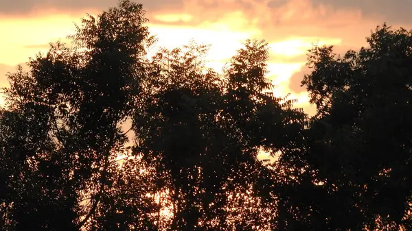 Silhouette of people and trees and boats at lakeshore sunset, Beautiful silhouette shot of children dancing on a car by sunset golden sky and silhouetted trees. Silhouette shadow of kids standing together in the park sunset sky and trees landscape