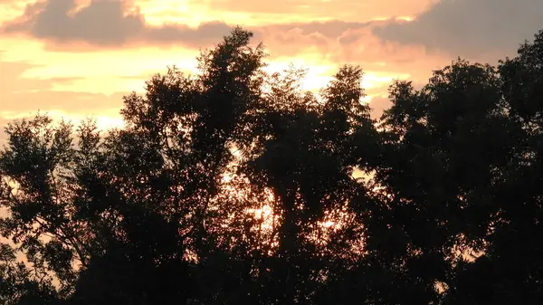 Silhouette of people and trees and boats at lakeshore sunset, Beautiful silhouette shot of children dancing on a car by sunset golden sky and silhouetted trees. Silhouette shadow of kids standing together in the park sunset sky and trees landscape