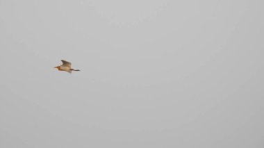 Çam ağaçlarının üzerindeki bulutlarla kaplı bulutlu bir gökyüzü. Fırtına Öncesi Gökyüzü Kara Bulutlarla kaplıdır. Güçlü hava akımlarıyla Kuşlar Gökyüzüne Yükseliyor. Kuşlar gökyüzünde uçuyor. Gökteki Kuşlar Kara Uğursuz Yağmur Bulutları. Beyaz ve gri görünüm