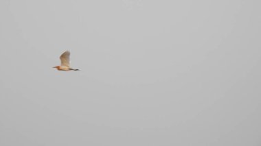 Çam ağaçlarının üzerindeki bulutlarla kaplı bulutlu bir gökyüzü. Fırtına Öncesi Gökyüzü Kara Bulutlarla kaplıdır. Güçlü hava akımlarıyla Kuşlar Gökyüzüne Yükseliyor. Kuşlar gökyüzünde uçuyor. Gökteki Kuşlar Kara Uğursuz Yağmur Bulutları. Beyaz ve gri görünüm