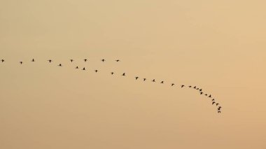 Çam ağaçlarının üzerindeki bulutlarla kaplı bulutlu bir gökyüzü. Fırtına Öncesi Gökyüzü Kara Bulutlarla kaplıdır. Güçlü hava akımlarıyla Kuşlar Gökyüzüne Yükseliyor. Kuşlar gökyüzünde uçuyor. Gökteki Kuşlar Kara Uğursuz Yağmur Bulutları. Beyaz ve gri görünüm