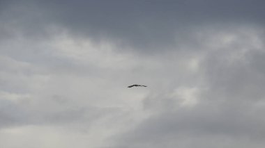 Çam ağaçlarının üzerindeki bulutlarla kaplı bulutlu bir gökyüzü. Fırtına Öncesi Gökyüzü Kara Bulutlarla kaplıdır. Güçlü hava akımlarıyla Kuşlar Gökyüzüne Yükseliyor. Kuşlar gökyüzünde uçuyor. Gökteki Kuşlar Kara Uğursuz Yağmur Bulutları. Beyaz ve gri görünüm