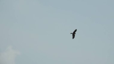 Çam ağaçlarının üzerindeki bulutlarla kaplı bulutlu bir gökyüzü. Fırtına Öncesi Gökyüzü Kara Bulutlarla kaplıdır. Güçlü hava akımlarıyla Kuşlar Gökyüzüne Yükseliyor. Kuşlar gökyüzünde uçuyor. Gökteki Kuşlar Kara Uğursuz Yağmur Bulutları. Beyaz ve gri görünüm