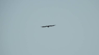 Çam ağaçlarının üzerindeki bulutlarla kaplı bulutlu bir gökyüzü. Fırtına Öncesi Gökyüzü Kara Bulutlarla kaplıdır. Güçlü hava akımlarıyla Kuşlar Gökyüzüne Yükseliyor. Kuşlar gökyüzünde uçuyor. Gökteki Kuşlar Kara Uğursuz Yağmur Bulutları. Beyaz ve gri görünüm