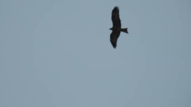 Çam ağaçlarının üzerindeki bulutlarla kaplı bulutlu bir gökyüzü. Fırtına Öncesi Gökyüzü Kara Bulutlarla kaplıdır. Güçlü hava akımlarıyla Kuşlar Gökyüzüne Yükseliyor. Kuşlar gökyüzünde uçuyor. Gökteki Kuşlar Kara Uğursuz Yağmur Bulutları. Beyaz ve gri görünüm