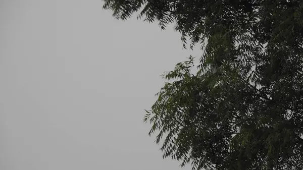 Overcast sky with clouds over green tops of pines. The Pre-Storm Sky Is Covered with Dark Clouds. Birds Are Carried High into The Sky by Powerful Air Currents. Birds flying in the sky. Birds in The Sky Dark Ominous Rain Clouds. View of white and grey