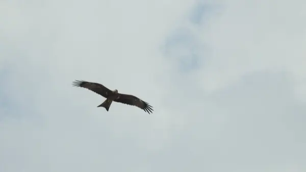 stock image Overcast sky with clouds over green tops of pines. The Pre-Storm Sky Is Covered with Dark Clouds. Birds Are Carried High into The Sky by Powerful Air Currents. Birds flying in the sky. Birds in The Sky Dark Ominous Rain Clouds. View of white and grey