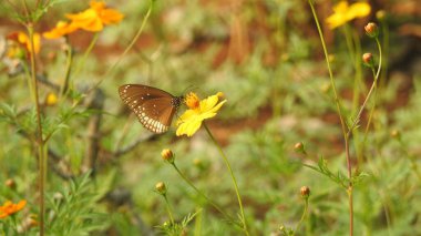 Çiçekli klasik kelebek. Bulanık arka planda güzel bir kelebek. Pembe bir çiçeğin üzerinde Büyük Değişen Mars Kelebeği. Renkli Çiçek 'teki Güzel Kelebek. Çiçeklerin üzerinde kelebek, çiçeğin üzerinde oturan güzel kelebek. Kelebek tavus kuşu 