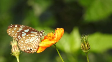 Çiçekli klasik kelebek. Renkli Çiçek 'teki Güzel Kelebek. Çiçeklerin üzerinde kelebek, çiçeğin üzerinde oturan güzel kelebek. Kral kelebeği çiçekle besleniyor. Tavuskuşu kelebeği mavi çiçeğin üzerinde oturuyor. Kaplan kelebeği tünedi. 