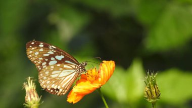 Çiçekli klasik kelebek. Renkli Çiçek 'teki Güzel Kelebek. Çiçeklerin üzerinde kelebek, çiçeğin üzerinde oturan güzel kelebek. Kral kelebeği çiçekle besleniyor. Tavuskuşu kelebeği mavi çiçeğin üzerinde oturuyor. Kaplan kelebeği tünedi. 