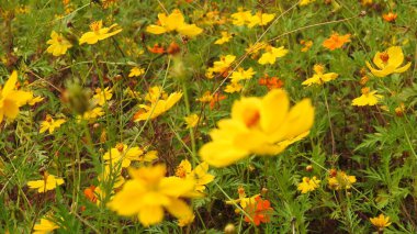 Çiçekli klasik kelebek. Bulanık arka plandaki güzel kelebek pembe bir çiçeğin üzerindeki Mars kelebeği. Renkli Çiçek 'teki Güzel Kelebek. Çiçeklerdeki kelebek... Çiçeğin üzerinde oturan güzel kelebek. Çiçekte kelebek kırmızısı tavus kuşu