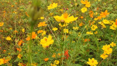 Çiçekli klasik kelebek. Bulanık arka planda güzel bir kelebek. Pembe bir çiçeğin üzerinde Büyük Değişen Mars Kelebeği. Renkli Çiçek 'teki Güzel Kelebek. Çiçeklerin üzerinde kelebek, çiçeğin üzerinde oturan güzel kelebek. Kral Kelebeği