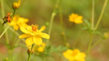 Çiçekli klasik kelebek. Bulanık arka planda güzel bir kelebek. Pembe bir çiçeğin üzerinde Büyük Değişen Mars Kelebeği. Renkli Çiçek 'teki Güzel Kelebek. Çiçeklerin üzerinde kelebek, çiçeğin üzerinde oturan güzel kelebek. Kral Kelebeği