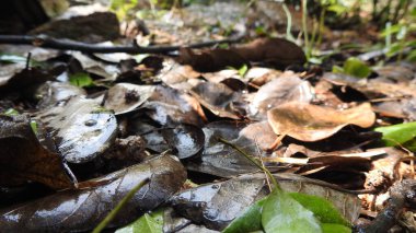 Yeşil yapraklı su damlacıkları. Çiy damlaları ile güzel yeşil yaprakların yakın görüntüsü. Yeşil yapraklar su damlacıkları ve doğal arka plan. Damlalı taze yeşil yaprak. Doğadaki soyut görüntü. Yağmur altındaki yeşil yaprakların üzerindeki su damlacıkları.
