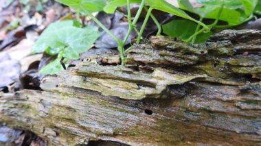 Yeşil yapraklı su damlacıkları. Çiy damlaları ile güzel yeşil yaprakların yakın görüntüsü. Yeşil yapraklar su damlacıkları ve doğal arka plan. Damlalı taze yeşil yaprak. Doğadaki soyut görüntü. Yağmur altındaki yeşil yaprakların üzerindeki su damlacıkları.