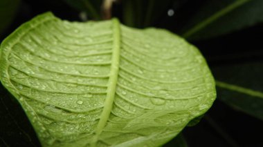 Yeşil yapraklar su damlacıkları ve doğal arka plan. Yeşil yaprak ve su damlası. Doğal olarak yağmurdan sonra yeşil yaprakların üzerine su damlacıkları dökülür. Damlalı taze yeşil yaprak. Doğadaki soyut görüntü. Su damlalı taze yeşil yapraklar..