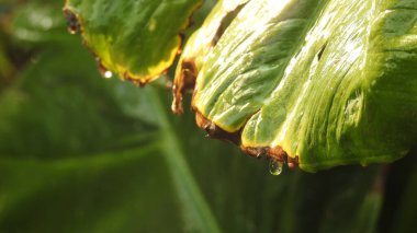 Yeşil yapraklar su damlacıkları ve doğal arka plan. Yeşil yaprak ve su damlası. Doğal olarak yağmurdan sonra yeşil yaprakların üzerine su damlacıkları dökülür. Damlalı taze yeşil yaprak. Doğadaki soyut görüntü. Su damlalı taze yeşil yapraklar..