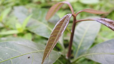 Yeşil yapraklar su damlacıkları ve doğal arka plan. Yeşil yaprak ve su damlası. Doğal olarak yağmurdan sonra yeşil yaprakların üzerine su damlacıkları dökülür. Damlalı taze yeşil yaprak. Doğadaki soyut görüntü. Su damlalı taze yeşil yapraklar..