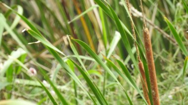 Yeşil yaprak ve su damlası. Doğal olarak yağmurdan sonra yeşil yaprakların üzerine su damlacıkları dökülür. Damlalı taze yeşil yaprak. Doğadaki soyut görüntü. Su damlaları ile taze yeşil yapraklar güzel çiçek arkaplanı damlaları ile güzel yeşil yaprak