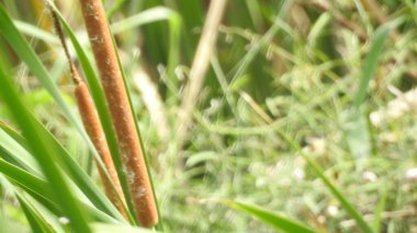 Yeşil yaprak ve su damlası. Doğal olarak yağmurdan sonra yeşil yaprakların üzerine su damlacıkları dökülür. Damlalı taze yeşil yaprak. Doğadaki soyut görüntü. Su damlaları ile taze yeşil yapraklar güzel çiçek arkaplanı damlaları ile güzel yeşil yaprak