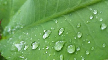 Yeşil yaprak ve su damlası. Doğal olarak yağmurdan sonra yeşil yaprakların üzerine su damlacıkları dökülür. Damlalı taze yeşil yaprak. Doğadaki soyut görüntü. Su damlaları ile taze yeşil yapraklar güzel çiçek arkaplanı damlaları ile güzel yeşil yaprak