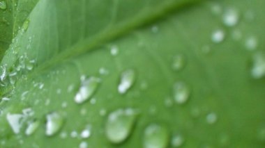 Yeşil yaprak ve su damlası. Doğal olarak yağmurdan sonra yeşil yaprakların üzerine su damlacıkları dökülür. Damlalı taze yeşil yaprak. Doğadaki soyut görüntü. Su damlaları ile taze yeşil yapraklar güzel çiçek arkaplanı damlaları ile güzel yeşil yaprak