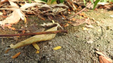 Yeşil yaprak ve su damlası. Doğal olarak yağmurdan sonra yeşil yaprakların üzerine su damlacıkları dökülür. Damlalı taze yeşil yaprak. Doğadaki soyut görüntü. Su damlaları ile taze yeşil yapraklar güzel çiçek arkaplanı damlaları ile güzel yeşil yaprak