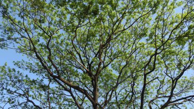 Sonbahar parkında baharda yemyeşil bir bahçe. Yaz Sebzeleri Sırasındaki Konut Bahçesi Bitkileri. Arka bahçede bir çiçek bahçesi. Kiraz Çiçekleri ve Benç. Parktaki patika. Yeşil yapraklı ağaçlar yeşil çimlerde bulutlu mavi gökyüzüne karşı. bahçe