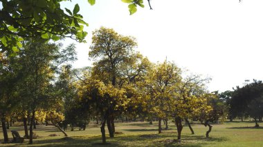 Sonbahar parkında baharda yemyeşil bir bahçe. Yaz Sebzeleri Sırasındaki Konut Bahçesi Bitkileri. Arka bahçede bir çiçek bahçesi. Kiraz Çiçekleri ve Benç. Parktaki patika. Yeşil yapraklı ağaçlar yeşil çimlerde bulutlu mavi gökyüzüne karşı. bahçe