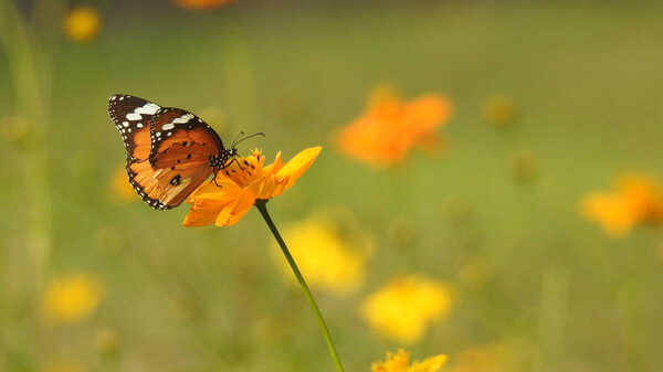Vintage butterfly with flowers. Beautiful butterfly on blurred background Great Changing Mars butterfly on a pink flower. Beautiful Butterfly on Colorful Flower. butterfly on flowers, Closeup beautiful butterfly sitting on flower. Monarch Butterfly
