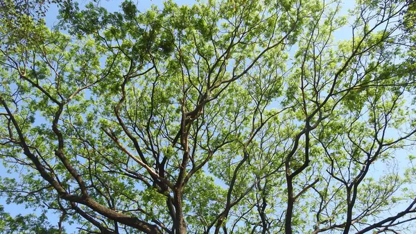 Sonbahar parkında baharda yemyeşil bir bahçe. Yaz Sebzeleri Sırasındaki Konut Bahçesi Bitkileri. Arka bahçede bir çiçek bahçesi. Kiraz Çiçekleri ve Benç. Parktaki patika. Yeşil yapraklı ağaçlar yeşil çimlerde bulutlu mavi gökyüzüne karşı. bahçe