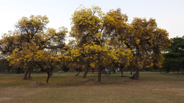 Sonbahar parkında baharda yemyeşil bir bahçe. Yaz Sebzeleri Sırasındaki Konut Bahçesi Bitkileri. Arka bahçede bir çiçek bahçesi. Kiraz Çiçekleri ve Benç. Parktaki patika. Yeşil yapraklı ağaçlar yeşil çimlerde bulutlu mavi gökyüzüne karşı. bahçe