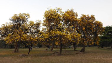 Sonbahar parkında baharda yemyeşil bir bahçe. Yaz Sebzeleri Sırasındaki Konut Bahçesi Bitkileri. Arka bahçede bir çiçek bahçesi. Kiraz Çiçekleri ve Benç. Parktaki patika. Yeşil yapraklı ağaçlar yeşil çimlerde bulutlu mavi gökyüzüne karşı. bahçe