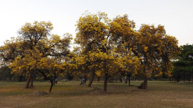 Sonbahar parkında baharda yemyeşil bir bahçe. Yaz Sebzeleri Sırasındaki Konut Bahçesi Bitkileri. Arka bahçede bir çiçek bahçesi. Kiraz Çiçekleri ve Benç. Parktaki patika. Yeşil yapraklı ağaçlar yeşil çimlerde bulutlu mavi gökyüzüne karşı. bahçe