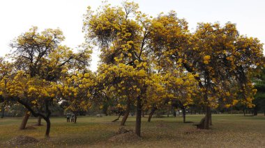 Sonbahar parkında baharda yemyeşil bir bahçe. Yaz Sebzeleri Sırasındaki Konut Bahçesi Bitkileri. Arka bahçede bir çiçek bahçesi. Kiraz Çiçekleri ve Benç. Parktaki patika. Yeşil yapraklı ağaçlar yeşil çimlerde bulutlu mavi gökyüzüne karşı. bahçe