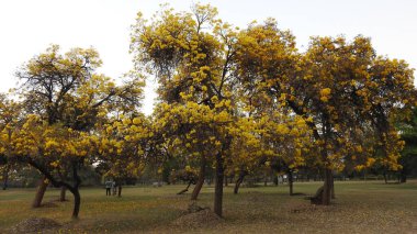 Sonbahar parkında baharda yemyeşil bir bahçe. Yaz Sebzeleri Sırasındaki Konut Bahçesi Bitkileri. Arka bahçede bir çiçek bahçesi. Kiraz Çiçekleri ve Benç. Parktaki patika. Yeşil yapraklı ağaçlar yeşil çimlerde bulutlu mavi gökyüzüne karşı. bahçe