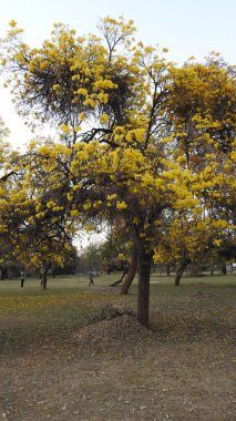 Sonbahar parkında baharda yemyeşil bir bahçe. Yaz Sebzeleri Sırasındaki Konut Bahçesi Bitkileri. Arka bahçede bir çiçek bahçesi. Kiraz Çiçekleri ve Benç. Parktaki patika. Yeşil yapraklı ağaçlar yeşil çimlerde bulutlu mavi gökyüzüne karşı. bahçe