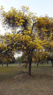 Sonbahar parkında baharda yemyeşil bir bahçe. Yaz Sebzeleri Sırasındaki Konut Bahçesi Bitkileri. Arka bahçede bir çiçek bahçesi. Kiraz Çiçekleri ve Benç. Parktaki patika. Yeşil yapraklı ağaçlar yeşil çimlerde bulutlu mavi gökyüzüne karşı. bahçe